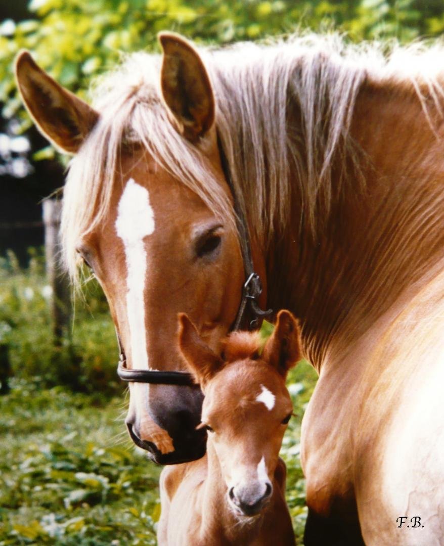 Shiatsu équin récupération après  poulinage 