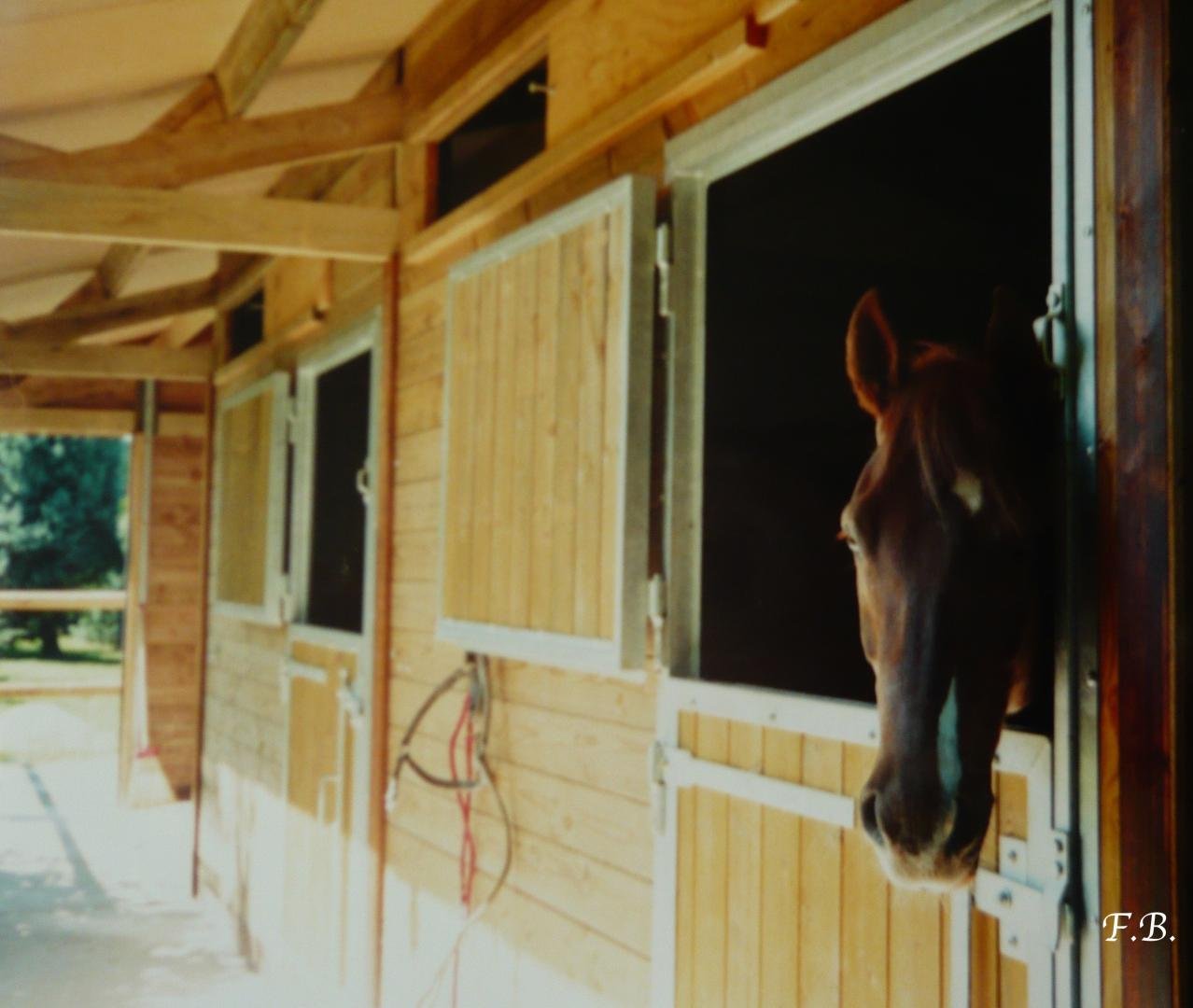 Shiatsu pour chevaux indications contre-indications